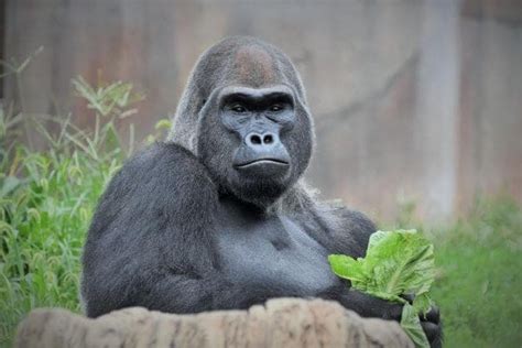 gorilla st louis zoo|Two Western Lowland Gorillas Move Between Saint Louis Zoo and.